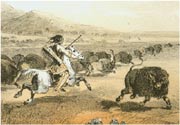 Buffalo Hunt